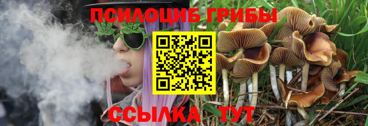 Псилоцибиновые грибы мицелий  Вход с VPN  Химки  Галлюциногенные грибы Psilocybine cubensis 